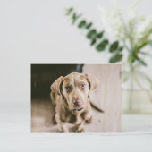 Hundeportrait Postkarte (Stehend Vorderseite)
