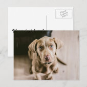 Hundeportrait Postkarte (Vorne/Hinten)