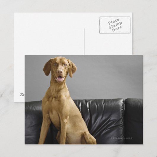 Hundeportrait Postkarte (Vorne/Hinten)