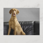 Hundeportrait Postkarte (Vorderseite)