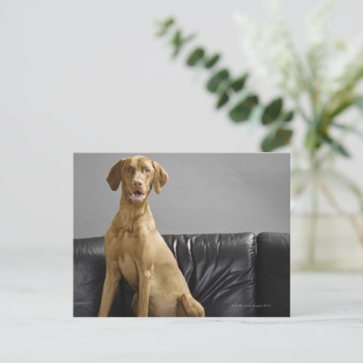 Hundeportrait Postkarte (Stehend Vorderseite)