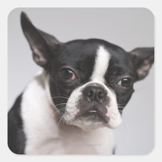 Hundeportrait Quadratischer Aufkleber (Vorderseite)