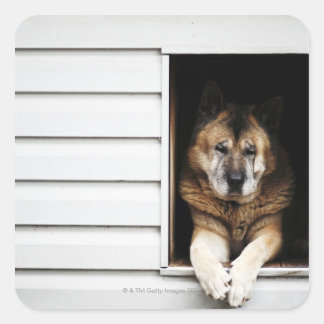 Hundeportrait Quadratischer Aufkleber