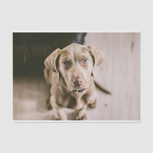 Hundeportrait Seidenpapier (Vorderseite)