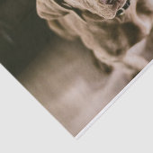 Hundeportrait Seidenpapier (Ausschnitt)