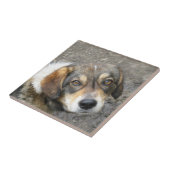 Hundeporträt Fliese (Seite)