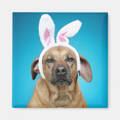 Hundeporträt mit Ostersonnigen Ohren Magnet (Vorne)