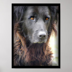 Hundeposter Poster