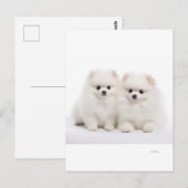 Hundepostkarten Postkarte (Vorne/Hinten)