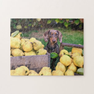 Hundepuzzles Tierbild Niedliche, schlaue Welpenfot Puzzle