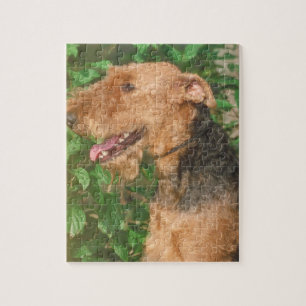 Hundepuzzlespiel Airedales Terrier Puzzle