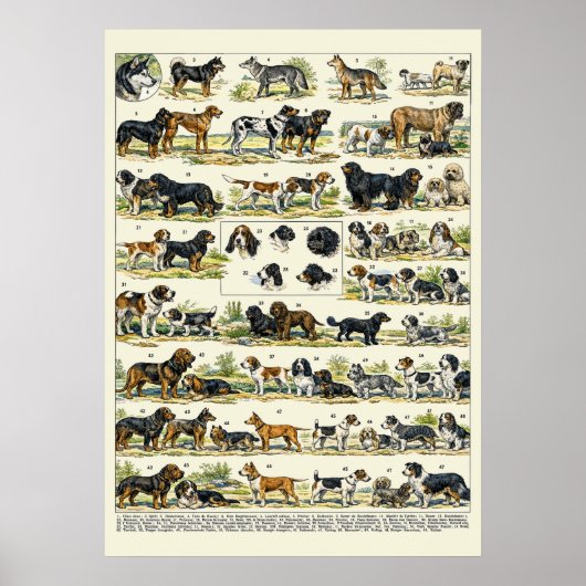 Hunderassen Farbillustrationen Poster (Vorne)