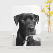 Hundereihe Karte (Gelbe Blume)