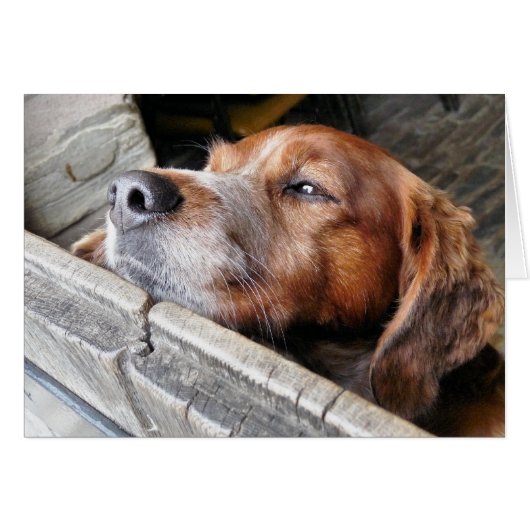 HUNDERKARTE (Vorderseite (Horizontal))