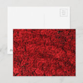Hunderte schöne Rote Rosen Postkarte (Vorne/Hinten)