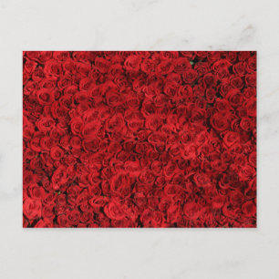 Hunderte schöne Rote Rosen Postkarte