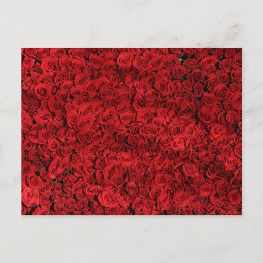Hunderte schöne Rote Rosen Postkarte (Vorderseite)
