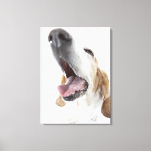 Hunde's-Nase, Nahaufnahme Leinwanddruck