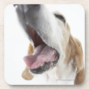 Hunde's-Nase, Nahaufnahme Untersetzer