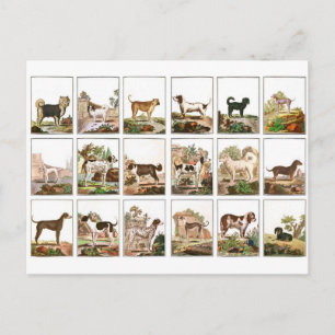 Hundesammlung im Vintage-Stil Postkarte