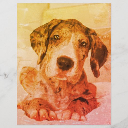 Hundescheibe entdeckt flyer (Hinten)