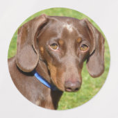 Hundeschilde Etiketten (Design 1)