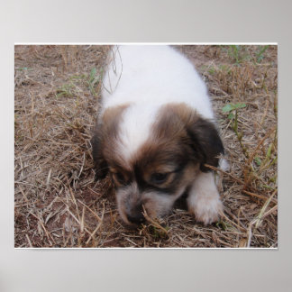 Hundeschlage Poster