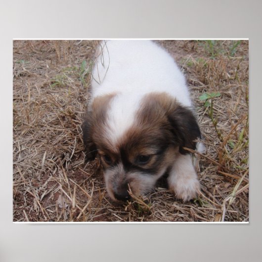 Hundeschlage Poster (Vorne)