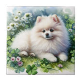 Hundeschleife mit weißem Spitz Fliese (Vorderseite)