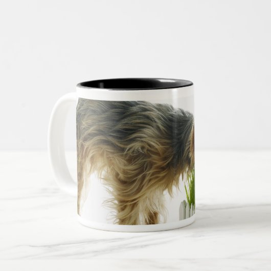 Hundeschnüffelnnachbaryard geschossen im Studio Zweifarbige Tasse (Vorderseite Links)