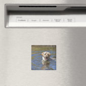 Hundeschwimmen Magnet (In Situ (Geschirrspüler))
