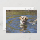 Hundeschwimmen Postkarte (Vorne/Hinten)