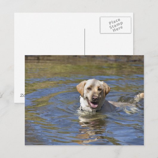 Hundeschwimmen Postkarte (Vorne/Hinten)