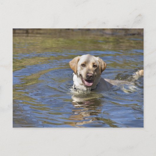 Hundeschwimmen Postkarte (Vorderseite)