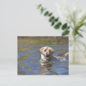 Hundeschwimmen Postkarte (Stehend Vorderseite)