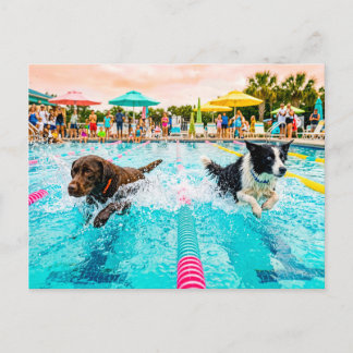 Hundeschwimmwettbewerb Postkarte