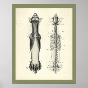 HundeSkeleton Wirbelsäule-Muskel-Anatomie-Druck Poster