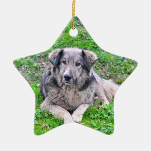 Hundesternverzierung Keramikornament (Vorne)