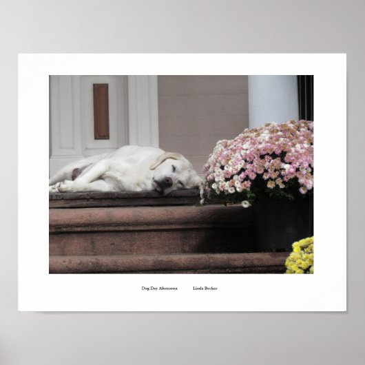 Hundetag Nachmittag Drucken Poster (Vorne)