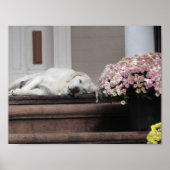 Hundetag Nachmittag Poster (Vorne)