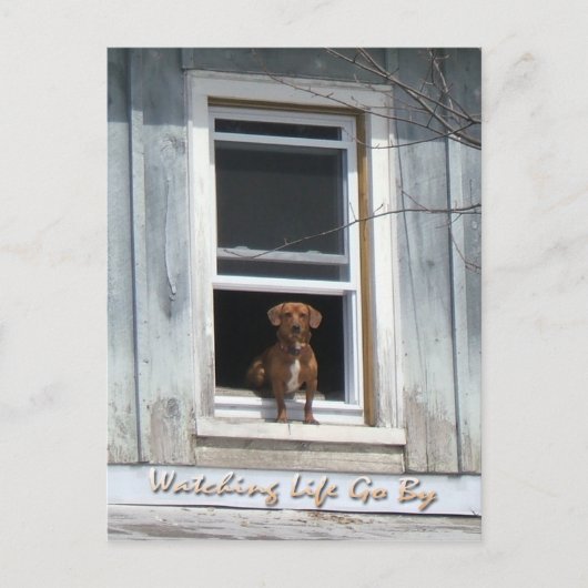 Hundetag Postscard Postkarte (Vorderseite)