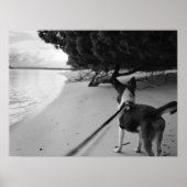 Hundetage Poster (Vorne)