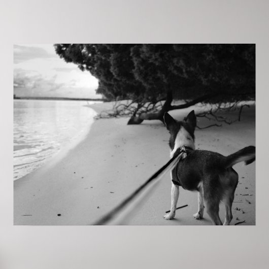 Hundetage Poster (Vorne)