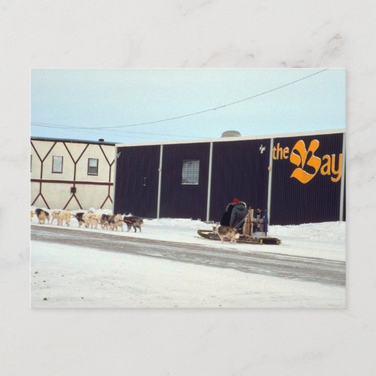 Hundeteam in der Bucht, Churchill, Manitoba Postkarte (Vorderseite)