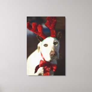 Hundetragende Rengeweihe Leinwanddruck