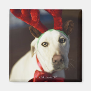 Hundetragende Rengeweihe Magnet