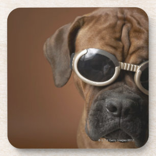 Hundetragende Sonnenbrille 3 Untersetzer