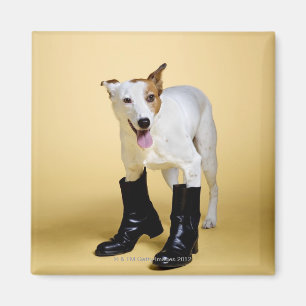 Hundetragende Stiefel Magnet