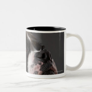 Hundetragender Kragen, weg schauend Zweifarbige Tasse