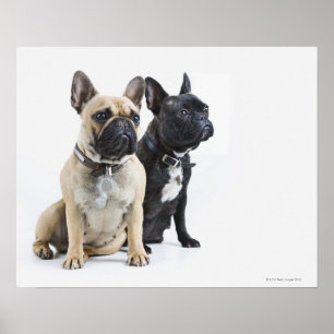 Hundetraining u. -gehorsam poster